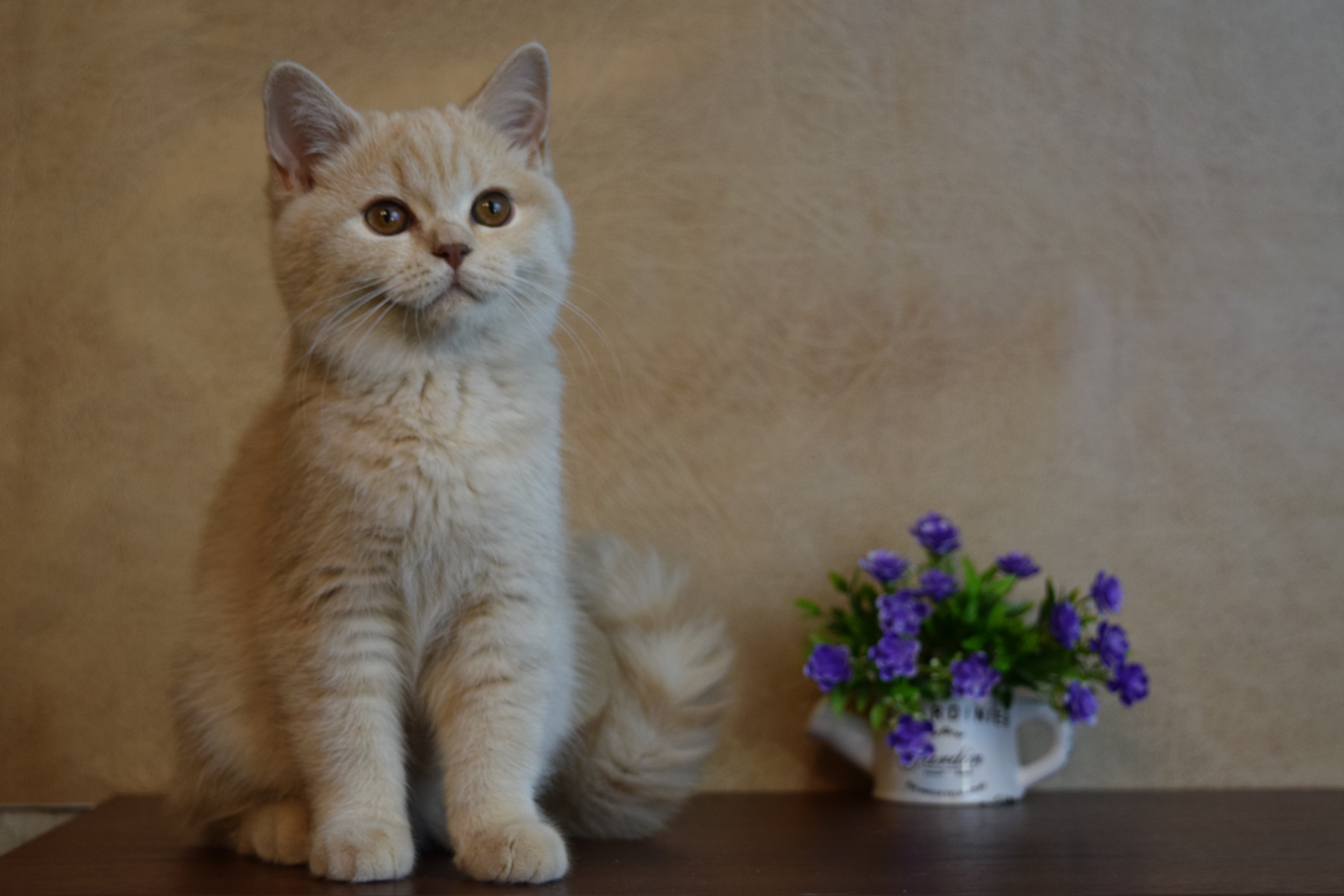 Cream store cat breeds