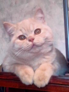 Британская порода кошек окрас кремовый