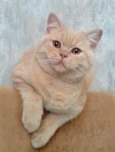 Кремовый цвет кошки порода thumbnail