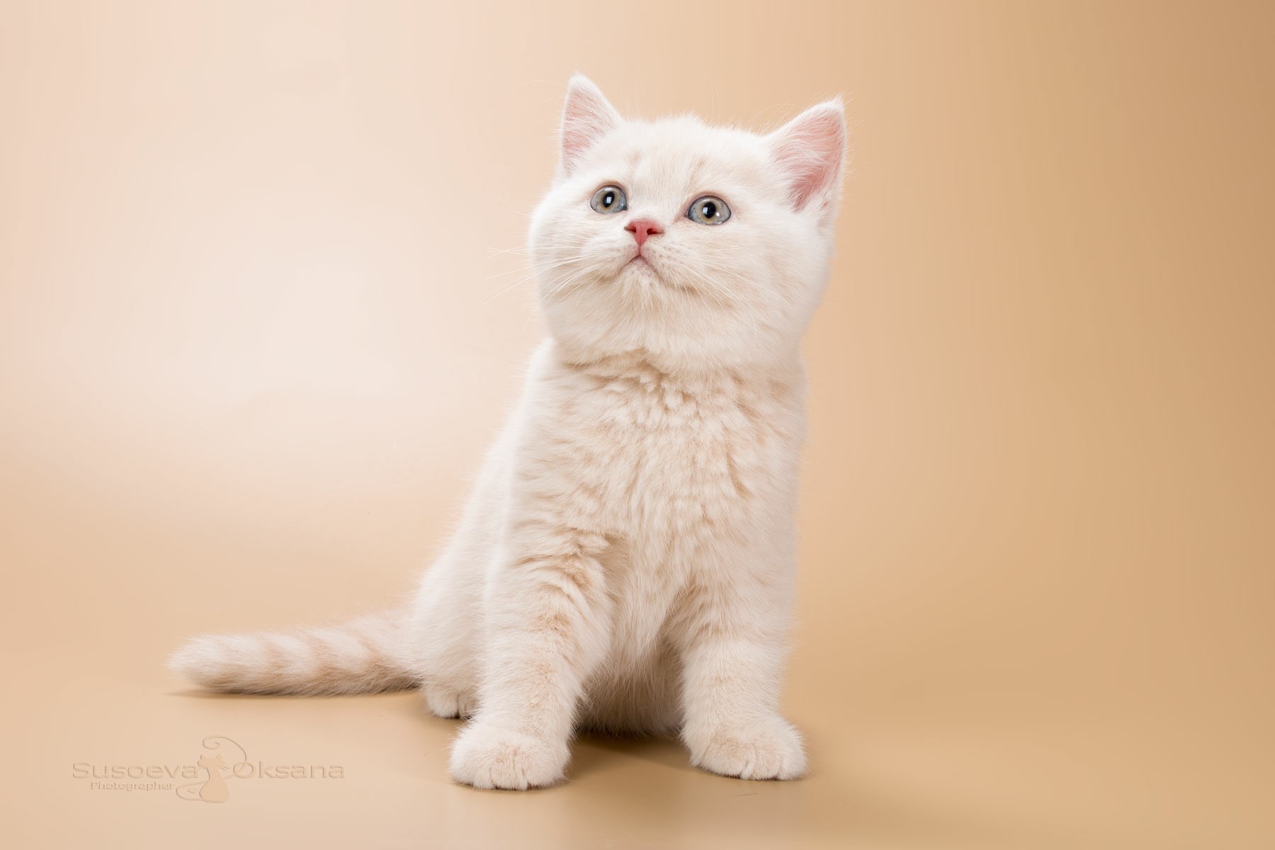 Британская короткошерстная кошка бежевая
